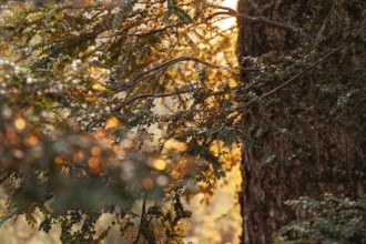 Tasmanian deciduous tree (Nothofagus gunnii) at sunrise, with illuminated sun and beautiful morning