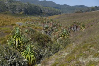 Endemic pandani giant grass tree in the valley in Cradle Mountains National Park in Tasmania,