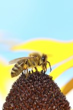 European honey bee (Apis mellifera), collecting nectar from a flower of yellow coneflower