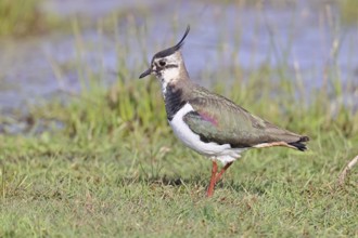Lapwing (Vanellus vanellus), gorgeous dress, looking for food in a swampy meadow, wildlife,