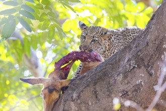 Leopard (Panthera pardus) male cub feeding on Impala kill Zambia