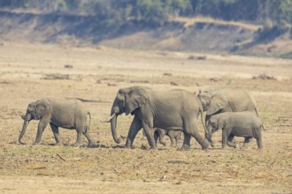 African Elephant (Loxodonta africana) family crossing Luangwa Valley Zambia