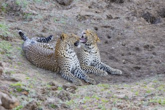 Leopard (Panthera pardus) two brothers Zambia