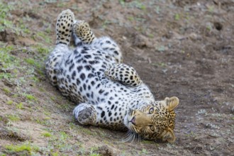 Leopard (Panthera pardus) cub 12 month old Zambia