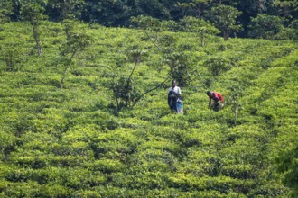 Worker on a tea plantation in the mountains, western region, Uganda