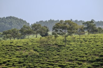 Tea plantation in the mountains, western region, Uganda