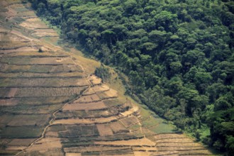 Contrast between forest and farmland, symbolic image of deforestation, loss of rainforest, jungle,