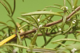 Mealybugs (Pseudococcidae) on rosemary (Rosmarinus officinalis), in studio, North Rhine-Westphalia,