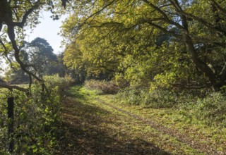 Footpath pathway through woodland trees in autumn, Shottisham, Suffolk Sandlings, Suffolk, England,