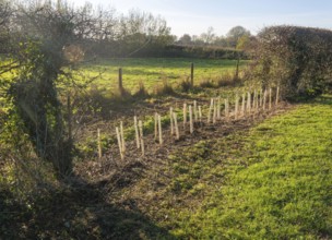 Saplings planted in protective tubes to regrow gap in hedgerow, Sutton, Suffolk Sandlings, Suffolk,