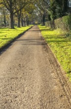 Treelined avenue in autumn Woodhall Drive road, Sutton, Suffolk Sandlings, Suffolk, England, UK