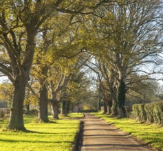 Treelined avenue in autumn Woodhall Drive road, Sutton, Suffolk Sandlings, Suffolk, England, UK