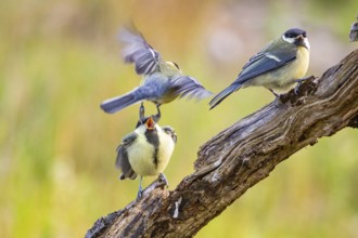 Great tit (Parus major) adult bird feeds young Germany