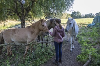 Young girl with her horses in the pasture, Othenstorf, Mecklenburg-Western Pomerania, Germany