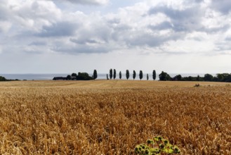 Golden brown, ripe wheat field in summer, dead ripe, Ertholmene, pea islands on the horizon,