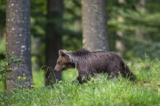 European brown bear (Ursus arctos arctos), in the forest, Notranjska region, Slovenia