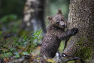 European brown bear (Ursus arctos arctos), young animal climbing on tree, Notranjska region,