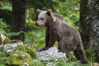 European brown bear (Ursus arctos arctos), young animal in the forest, Notranjska region, Slovenia