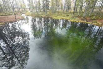 Emerald green spring water reflects autumn trees. Frog spring in the moor, wetland in Arvidsjaur,