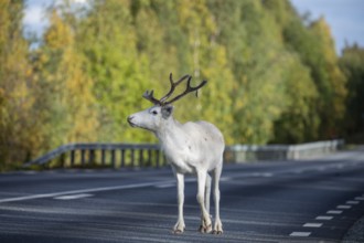 White reindeer on the street in Sweden, Lapland in autumn