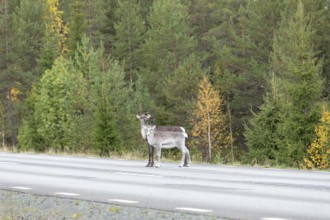 Autumn migration of reindeer on the roads with traffic in northern Sweden