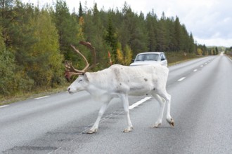 White reindeer on the street in Sweden, Lapland in autumn. An old Swedish car on the opposite road