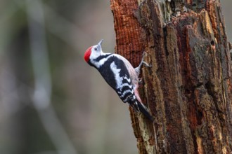 Middle woodpecker (Dendrocopus medius) Germany