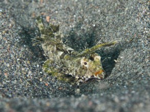 An exotic fish, finger lyrefish, giant lyrefish (Dactylopus dactylopus), lies on a sandy seabed.