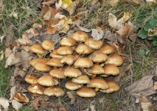 Sparry Schüppling (Pholiota squarrosa), group growing between tree trunks, North Rhine-Westphalia,