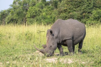 Southern white rhino (Ceratotherium simum simum), Ziwa Rhino Sanctuary, Uganda