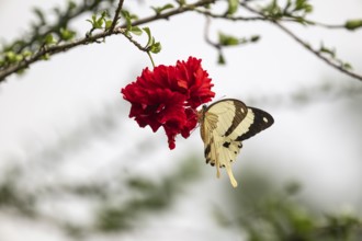 African swallowtail (Papilio dardanus) on red flower, Ziwa Rhino Sanctuary, Uganda