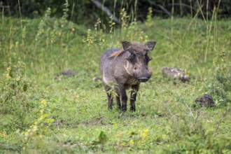 Warthog (Phacochoerus africanus), Ziwa Rhino Sanctuary, Uganda