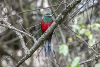 Narinatrogon (Apaloderma narina) sitting in a tree, Ziwa Rhino Sanctuary, Uganda