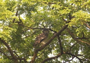 Blassuhu (Bubo lacteus) sitting in acacia tree, Ziwa Rhino Sanctuary, Uganda