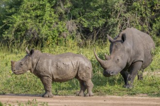 Southern white rhino (Ceratotherium simum simum) with juvenile, Ziwa Rhino Sanctuary, Uganda