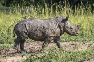 Southern white rhino (Ceratotherium simum simum), juvenile after mud bath, Ziwa Rhino Sanctuary,