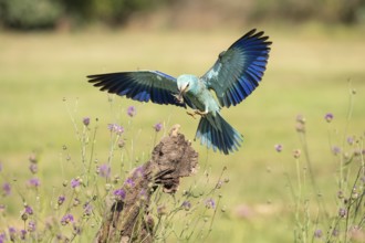 Blue racke (Coracias garrulus), bird, approaching tree trunk, Kiskunsag National Park, Hungary