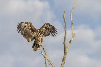 White-tailed eagle (Haliaeetus albicilla), bird, departing from Ast, Danube Delta, Romania