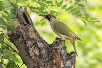 Greeting woodpecker (Picus viridis), female, sideways, on tree trunk, Kiskunsag National Park,