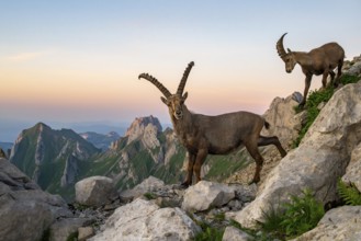 Two ibexes (Capra ibex) in front of mountain panorama, male, Alpstein, Appenzell, Switzerland