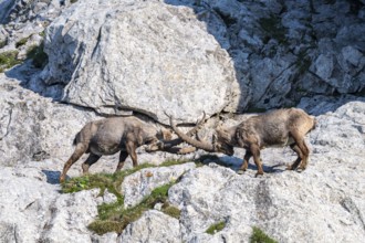 Two Capricorns (Capra ibex), male, fighting in the rock face, Alpstein, Appenzell, Switzerland