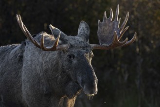 Portrait of bull moose (Alces alces), moose shovel, Denmark