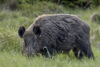 Wild boar boar (Sus scrofa) in a forest meadow, alert, eyeing, eye contact, Denmark