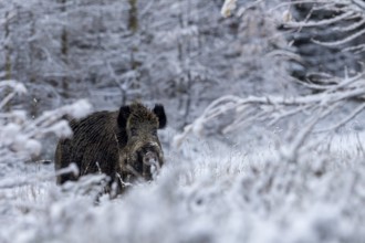 Wild boar boar (Sus scrofa) during mating season, looking for streams in winter landscape,