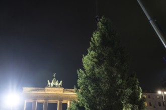 THW volunteers set up the Christmas tree delivered from Thuringia in front of the Brandenburg Gate,