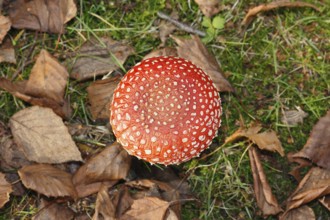 Red toadstool (Amanita muscaria), from above, fruiting body, North Rhine-Westphalia, Germany