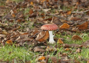 Red toadstool (Amanita muscaria), fruiting body, in autumn leaves, North Rhine-Westphalia, Germany
