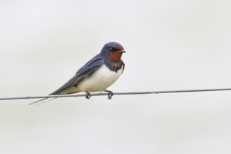 Barn swallow (Hirundo rustica) sitting on a pasture fence, wildlife, animals, birds, swallows,