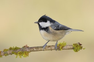 Pine tit (Periparus ater) sitting on moss-covered branch, wildlife, animals, birds, tit,