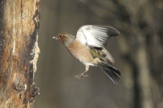 Chaffinch (Fringilla coelebs) male in flight, approach to forage wood, winter feeding, Allgäu,
